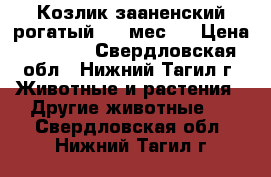 Козлик зааненский рогатый 5.5 мес.  › Цена ­ 2 000 - Свердловская обл., Нижний Тагил г. Животные и растения » Другие животные   . Свердловская обл.,Нижний Тагил г.